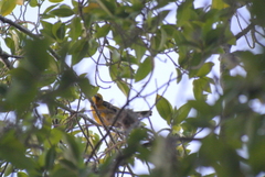 Icterus auratus