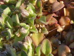 Polycarpon alsinifolium
