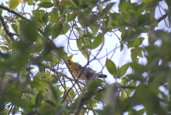 Icterus auratus