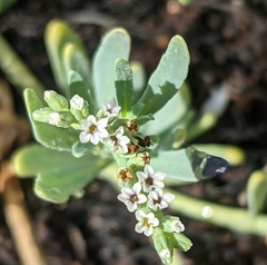 Heliotropium curassavicum