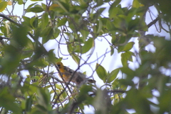 Icterus auratus