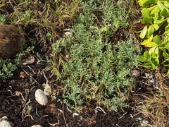 Heliotropium curassavicum