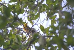 Icterus auratus