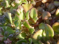 Polycarpon alsinifolium