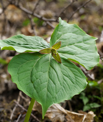 Trillium apetalon