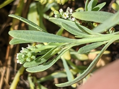 Heliotropium curassavicum