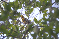 Icterus auratus