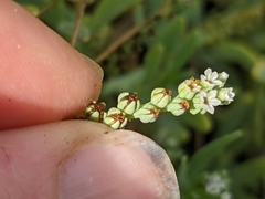Heliotropium curassavicum