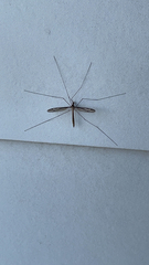 Tipula furca