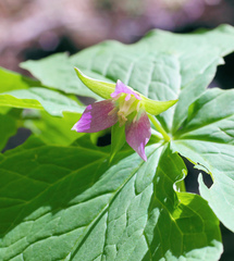 Trillium tschonoskii