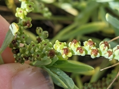 Heliotropium curassavicum