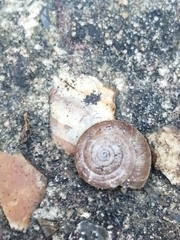 Trochulus striolatus