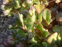 Polycarpon alsinifolium