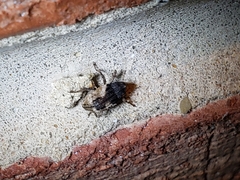 Cryptorhynchus fuscatus