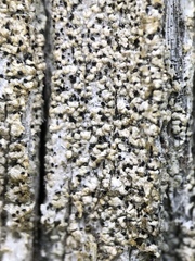 Pycnora praestabilis