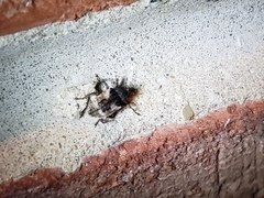 Cryptorhynchus fuscatus