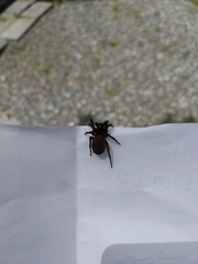 Araneae