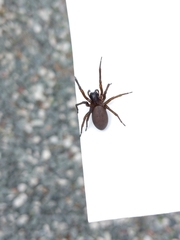 Araneae