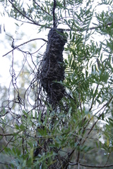 Crematogaster peringueyi