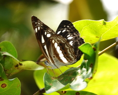 Neptis jumbah nalanda