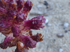 Orobanche sanguinea