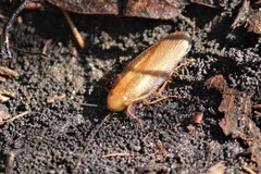 Parcoblatta virginica