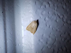 Coelostathma discopunctana