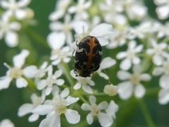 Anthrenus scrophulariae