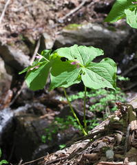 Trillium tschonoskii