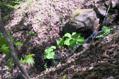 Trillium tschonoskii