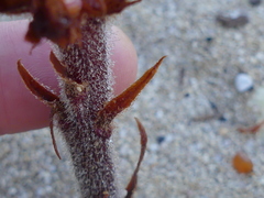 Orobanche sanguinea