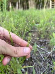 Dichanthelium perlongum