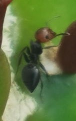 Crematogaster scutellaris