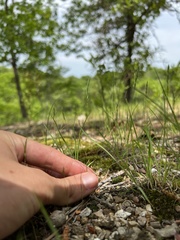 Festuca octoflora glauca