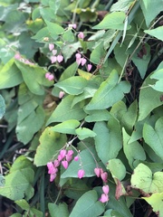 Antigonon leptopus
