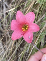Cyrtanthus galpinii