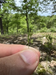 Festuca octoflora glauca