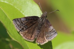 Erynnis icelus