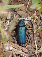 Callidium antennatum