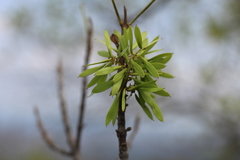 Fraxinus dubia