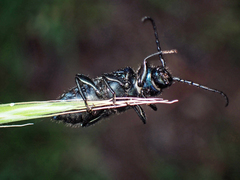 Callidium antennatum