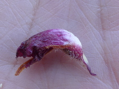 Orobanche sanguinea
