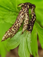 Puccinia singularis