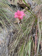 Cyrtanthus galpinii