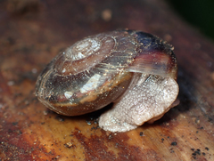 Monadenia mormonum