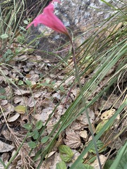 Cyrtanthus galpinii