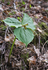 Trillium apetalon