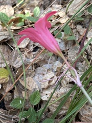 Cyrtanthus galpinii