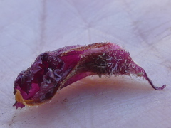 Orobanche sanguinea