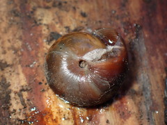 Monadenia mormonum